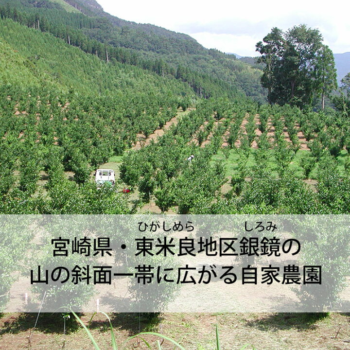 2106円 本店 赤ゆずこしょう かぐらの里 40g 業務用 20個入 国産 宮崎県産 2106円 本店 赤ゆずこしょう かぐらの里 40g 業務用 20個入 国産 宮崎県産