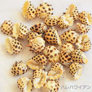 �^�q�`�p�i�@�n���C�A���@�V�[�V�F���y �V�[�V�F�� / Sea Shell �z Type D�i5�j