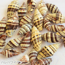 タヒチ用品　ハワイアン　シーシェル【 シーシェル / Sea Shell 】 Type E（5個）
