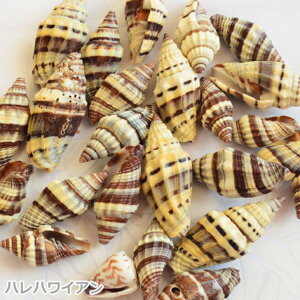�^�q�`�p�i�@�n���C�A���@�V�[�V�F���y �V�[�V�F�� / Sea Shell �z Type E�i5�j