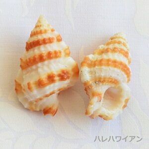 �^�q�`�p�i�@�n���C�A���@�V�[�V�F���y �V�[�V�F�� / Sea Shell �z Type F�@2��