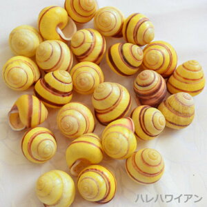 タヒチ用品 ハワイアン シーシェル【 イエローランドスネイルシェル 】1粒
