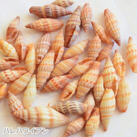 タヒチ用品　ハワイアン　シーシェル【 シーシェル / Sea Shell 】 Type C（5個）