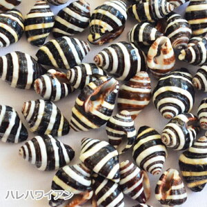 �^�q�`�p�i�@�n���C�A���@�V�[�V�F���y �V�[�V�F�� / Sea Shell �z Type B �i5�j