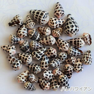 ^q`pi@nCA@V[VFy V[VF / Sea Shell z Type Ai5j