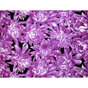 nCAn@t@ubN LMH-17-857 y g[`WW[ z