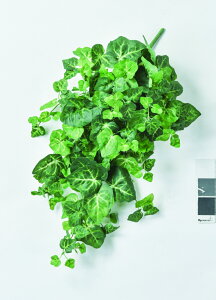 y|Cg10{z12/1̓_tf[IAXJ bvACr[ubV O- 43361-051A  AW  t[