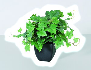 y|Cg10{z11/20~11/27 ubNtCf[x|CgAbv(vGg[) AXJ O[v[tubV(|bgt) O- 50877-051A  AW  t[