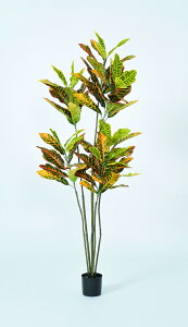 y|Cg10{z11/20~11/27 ubNtCf[x|CgAbv(vGg[) AXJ Ng(|bgt) CG-O- 50937-010G  AW  t[