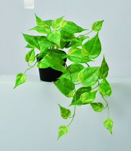 y|Cg10{z11/20~11/27 ubNtCf[x|CgAbv(vGg[) AXJ |gX(|bgt) N[O[ 51093-053A  AW  t[