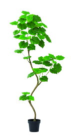 【★ポイント5倍★】11/14~11/16開催！楽天イーグルス感謝祭 × ポイントアップ(要エントリー)アスカ商会 ウンベラータ(ポット付) グリ-ン 51108-051A 飾り アレンジ 装飾 フラワー