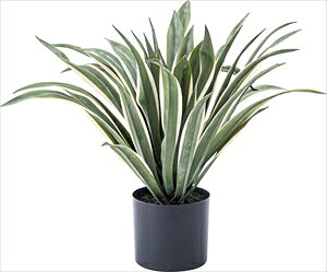 y|Cg10{z11/1̓_tf[IJ tFCNO[ AKx O[ 2Zbg GRN-13 tFCNO[ ϗtA lHϗtA AKx t  CeA  O[ [t 