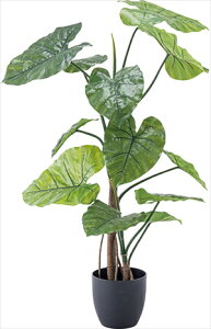 y|Cg10{z11/20~11/27 ubNtCf[x|CgAbv(vGg[) J tFCNO[ NCY O[ 2Zbg GRN-16 tFCNO[ ϗtA lHϗtA NCY