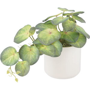 y|Cg10{zyVX[p[SAIL(12/4~12/11) vGg[ sf tFCNO[ VSjE Z~bN|bg CeA GNXeA   V l炵  [