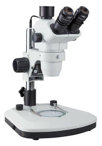 y|Cg10{z11/1̓_tf[IPjXY[̌ w@ ̌ ̌