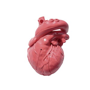 y|Cg10{z11/1̓_tf[IgȊB CardioModelEVil XC-03TiAJ`NVNj 1 NXfBJ 24-7808-00@̔ZbgF1 w ͌^ l̖͌^U͌^