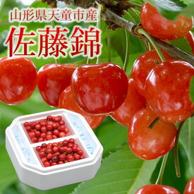 山形県天童市 佐藤錦 秀品 600g (300g×2)　L / 【送料無料】【数量限定】 駒澤農園 サクランボ チェリー　旬のフルーツ　フルーツ　高級サクランボ　さくらんぼ【6月15日以降順次発送】