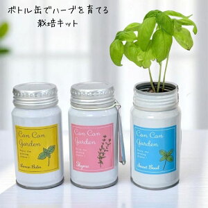 栽培キット 室内 バジル タイム レモンバーム ハーブ 家庭菜園 キッチン菜園 おうち菜園 卓上菜園 簡単 料理 インテリア グリーン シンプル おしゃれ かわいい 20代 30代 40代 50代 2000円 ポッキ