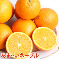 【オーストラリア産】おまけ付き! ネーブル　オレンジネーブル送料無料 1kg 2kg 3kg 4kg 5kg【送料無料】