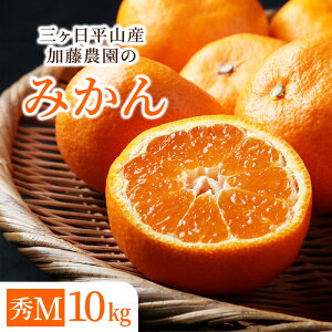 y2025 11{׎揇zyʌzORYk݂̑ 5kg 10kg GS GM GL G2L ݂ ÉY ݂ ~J  sm t[c Mtg v[g 