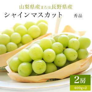 yGg[Ń|Cg10{z2025N Mtg y쌧Y͎RYz@VC}XJbg Gi 2[(400g×2) p 䒆 Ε ̓ hV̓  Ԃǂ uhE v[g  j