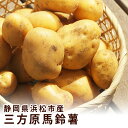【静岡県 浜松市産】三方原馬鈴薯 男爵 秀品 S M L 2L 3L 5kg 10kg じゃがいも 野菜 ジャガイモ 送料無料 新じゃが