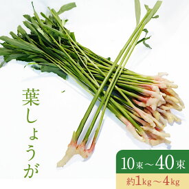 【静岡県産】葉しょうが 葉生姜 10束入り 約1kg 20束入り 約2kg 40束入り 約4kg 送料無料 箱売り 旬