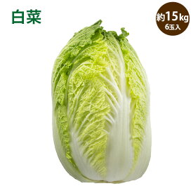 白菜 6玉入り 15kg 1玉2.5kg 送料無料 はくさい ハクサイ hakusai