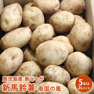 【鹿児島産】新じゃが 新馬鈴薯 南国の風 5kg 2L 約25個入 野菜 じゃがいも ジャガイモ 送料無料