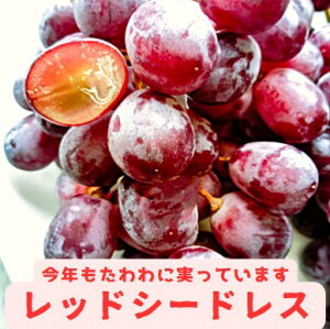 yAJYzbhV[hXyԂǂzyXIz^lȂ@`Y@2L@3L@4L@8L@t[c@Mtg@@uhE@̂܂ܐHׂ@@Â@r^~