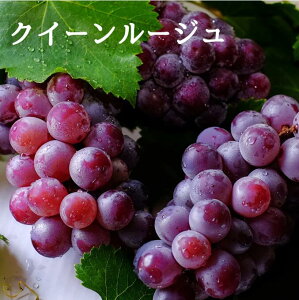 NC[[W @500g×2[@쌧Y@󏭁@炲ƐHׂ@VC}XJbgeɎ@xÂ@Ȃ@^lȂ@ԂԂǂ@G߂̃t[c@Mtg@ԂV