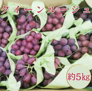 y쌧YzNC[[W 5L  쌧Y P[X 炲ƐHׂ VC}XJbgeɎ xÂ Ȃ ^lȂ ԂԂǂ G߂̃t[c Mtg 