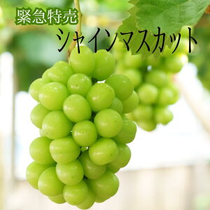 ʌ ً}@RY@쌧Y@@VC}XJbg 2[Zbg1LE1.2L@YnI@Ԃǂ@uhE@ȂԂǂ@Mtg@N[@{@ʕ@{̃t[c@