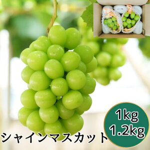 y쌧YzVC}XJbg 2[Zbg1LE1.2L@YnI@Ԃǂ@uhE@ȂԂǂ@Mtg@N[@{@ʕ@{̃t[c@ȂVC}XJbg@