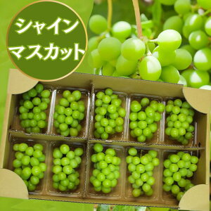 シャインマスカット秀品 10パック入約3.5キロ 1パック約350グラム 長野県産山梨県産 【送料無料】ぶどう ブドウ 葡萄 種なしぶどう ギフト 旬 果物 種なしシャインマスカット