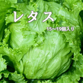 【国産】レタス L〜2L 15〜19個入 送料無料 クール 箱売り 大量販売 業務用 野菜 サラダ うまい 萵苣 チシャ lettuce 新鮮 サラダ サンドイッチ 野菜 野菜メイン 付け合わせ ハンバーガー トッピング シャキシャキ 低カロリー みずみずしい 葉菜類 美味しい 国産 新鮮