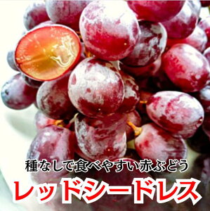 yAJYzbhV[hX `Y 2L 3L 4L 8L N[ XI ^lȂ Ȃ t[c Mtg vZg  uhE 炲ƐHׂ ԂԂǂ Â W[V[ 