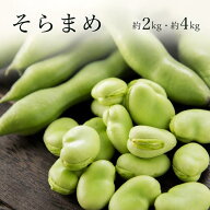 そらまめ 青森県産・秋田県産 約2キロ 約18〜23本入約4キロ 約36〜46本入 送料無料 空豆 そら豆 豆 蚕豆 …
