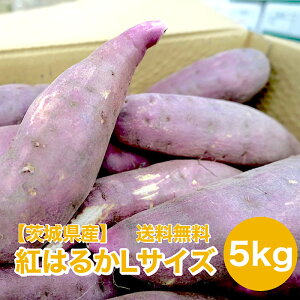 yt@錧Yzg͂邩 5kg LTCY 12`16{ Tc}C ܂ F