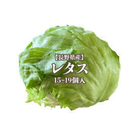 【茨城産】レタス L〜2L 15〜19個入 送料無料 野菜 サラダ うまい 萵苣 チシャ lettuce