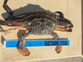 富山県産　訳アリ生ワタリガニ大　3匹セット（爪折れ、子だし）