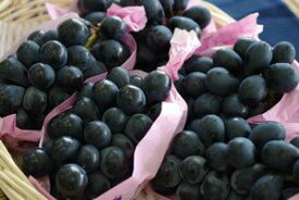 ナガノパープル葡萄取寄販売 長野県産。種なし皮ごと食べられるぶどうを通販で　3房入