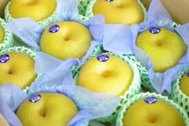 自信作 豊水梨　糖度13度以上 栃木県の和梨を販売取寄 5kg 約10玉〜約16玉