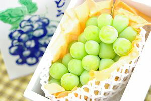 VC}XJbgʔ Ȃ炲ƐHׂԂǂ̔B1[ 550g