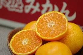 紀南の木熟みかん 天(てん) 和歌山県産をお歳暮みかんに。糖度12度以上 2.5kg S〜L