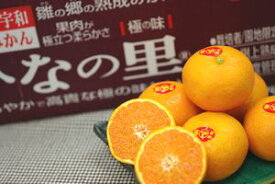 ひなの里みかん通信販売 極の味 真穴共選の最上級をお歳暮愛媛みかんに糖度13度以上 2・5kg