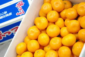 味っ子みかん通信販売 長崎県JA西海産をお歳暮長崎みかんに 糖度13度以上 約5kg