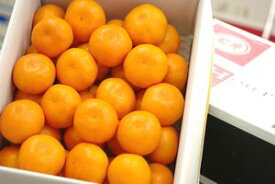 出島の華みかん通販 長崎県 させぼ温州をお歳暮長崎みかんに 約2.5kg 2S〜L サイズ指定はできません