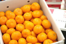出島の華みかん通信販売 長崎県 させぼ温州をお歳暮長崎みかんに 約5kg 2S〜L サイズ指定はできません