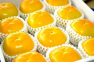 H`iイjʔ ܂̏䂪̊Ê`̔B5ʁ`6 F{YEYn